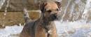 Border Terrier Puppies For Sale - AKC PuppyFinder