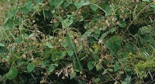 Image result for Pergularia daemia