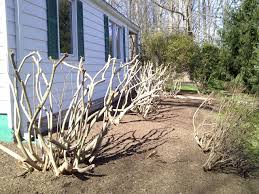 Why are my azaleas leggy? My Big Azaleas Were Prune 175639 Ask Extension