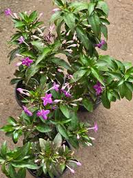 Image result for Barleria ameliae