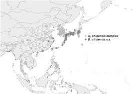 Two diy pest control options for roaches include setting out bait centers and removing the elements around your home that attract them inside can i do my own pest control? Global And Temporal Spread Of A Taxonomically Challenging Invasive Ant Brachyponera Chinensis Hymenoptera Formicidae