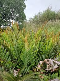 Image result for Acrostichum aureum