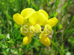 Sfoglia 145.812 fiore di campo fotografie stock e immagini disponibili, oppure cerca fiore singolo o papavero per trovare altre splendide fotografie stock e immagini. Fiori Di Campo Gialli Come Sfondo Floreale Fotografie Stock Freeimages Com