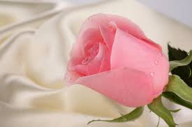 Flowers for my love one. Photo Roses Flowers