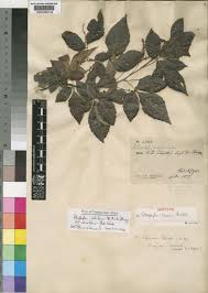 Image result for Allophylus rubifolius