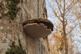 Image result for Phellinus igniarius
