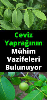 Ceviz Yapraginin Muhim Vazifeleri Bulunuyor Health Health Fitness Natural Treatments