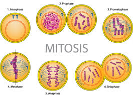 Interphase is the phase between two successive cell division (end of one cell division to the beginning of next cell division). Meiosis Vs Mitosis Using The Aph Life Science Tactile Graphic Set Perkins Elearning