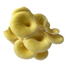 Check spelling or type a new query. Golden Oyster Mushrooms Fresh Mn Mushrooms R R Cultivation