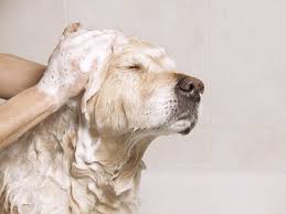 You can also apply olive oil to hair without damaging it. Removing Tree Sap From Your Pet Ontario Spca And Humane Society