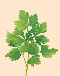 Image result for Coriandrum sativum