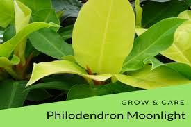 Philodendron Moonlight Grow Philodendron Plant Philodendron Plants