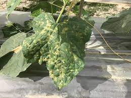 疫病 学術名称 phytophthora melonis katsura phytophthora nicotianae var. å¤§å‹åŒ–å­¸å·¥æ¥­è‚¡ä»½æœ‰é™å…¬å¸