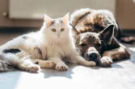 Joint Pain and Arthritis in Senior Pets | Crossroads Animal Hospital | Zion  Crossroads, Virginia | Crossroads Animal Hospital