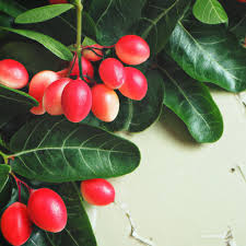 Image result for Synsepalum