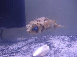 Porcupine Puffer Eyes Aquarium Advice Aquarium Forum Community