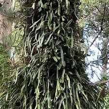 Image result for Tragia rupestris