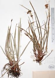 Image result for Hypolytrum