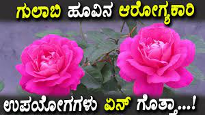 Rose Flower Essay In Kannada Best Flower Wallpaper