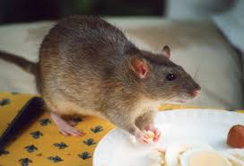 Rat poisons or rodenticides are pesticides designed to kill rodents, like mice and rats. Myth Or Fact Can You Die From Rat Urine On Soda Cans The Specialists