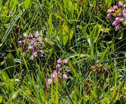 Image result for Monopsis stellarioides