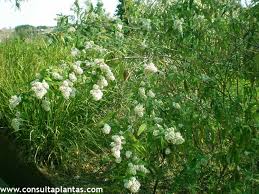 Image result for Buddleja saligna