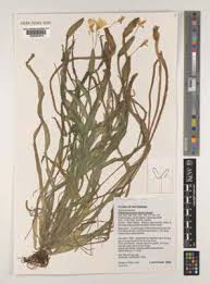 Image result for Ottelia kunenensis