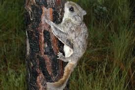 Image result for squirrel