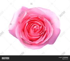 They are bright, desired, pleasantly smell. Pink Rose Top View Image Photo Free Trial Bigstock
