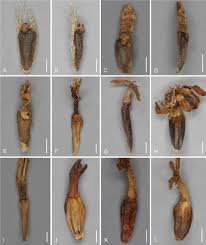 Image result for Athroisma gracile