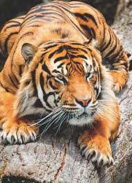 I M The Boss Animals Animals Beautiful Nature Animals