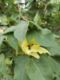 Image result for Gossypium barbadense