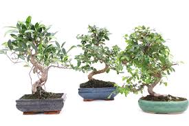 The fruit is small and edible (tasting sweet, as the name suggests.) young growth is reddish in color before it matures, and the bark quickly becomes scaly and aged looking. Indoor Bonsai Tree Care Guidelines Bonsai Empire