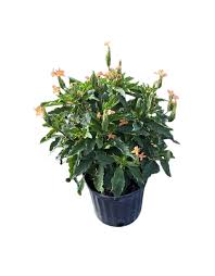 Image result for Crossandra infundibuliformis