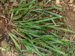 Image result for Axonopus compressus