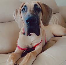 Maybe you would like to learn more about one of these? Fields Greatdanes Posts Facebook