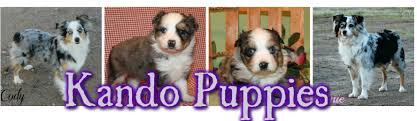 Join millions of people using oodle to find puppies for adoption, dog and puppy listings, and other pets adoption. Miniature Schnauzers