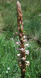Image result for Satyrium sceptrum