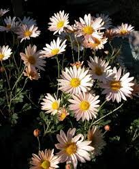 Chrysanthemum X Fall Apricot Daisy Mum Chrysanthemum Perennial Plants Garden Mum