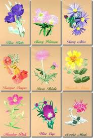 Bfc0944 Texas Wildflowers Ii Embroidery Stitches Beginner Wildflower Paintings Embroidery Stitches
