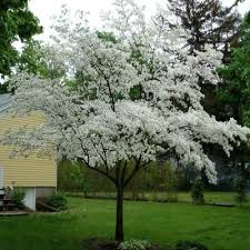 Maybe you would like to learn more about one of these? Onlineplantcenter 5 Gal 4 Ft Cherokee Princess White Dogwood Tree C4170g5 The Home Depot Dogwood Trees Small Ornamental Trees Flowering Trees