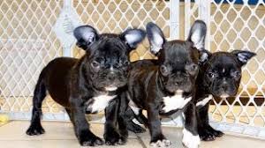 We offer our puppies as pets or with full akc rights to approved homes. French Bulldog Puppies Scottsdale Az A Womans Views Of Arizona