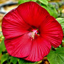 It is an amazingly prolific bloomer! Flaming Red Rose Mallow Plants For Sale Hibiscus Fireball Easy To Grow Bulbs