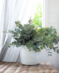 Handmade From Terracotta And Hand Glazed In An Attractive Crackled White Finish Provin Garden Plants Design Australian Garden Design Australian Native Garden
