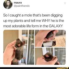 So I Caught A Mole That S Been Digging Up My Plants And Tell Me Why He Is The Most Adorable Life Form In The Galaxy Ifunny Funny Animal Memes
