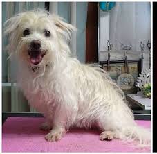 Happy tails resort is a full service dog resort that offers crate free boarding, daycare, grooming & swimming. Happy Tails 808 Dog Grooming Spa Aiea Yahoo Local Search Results
