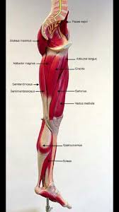 The leg anatomy includes the quads, hams, glutes, hip flexors, adductors & abductors. Found On Google Search Engine I Typed Anatomy And Physiology Images Labeled Muscle Anatomy Human Body Anatomy Leg Muscles Anatomy