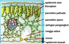 Kloroplas di dalam organ terdapat pada jaringan tiang (palisade) dan bungan karang (spons) klorofil dapat diekstrak dengan alkohol. Proses Fotosintesis Pada Daun Terjadi Pada Bagian Bagaimana Gambar Penampang Melintang Daun Brainly Co Id