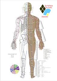 When the muscle contracts, the attachment points are pulled closer together; Free Pressure Point Chart Pdf 11480kb 5 Page S Page 2 Pressure Points Chart Acupressure Points Chart Pressure Point Therapy