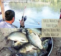 Resep Umpan Ikan Mas Super Mantap Ikan Mas Essen Ikan